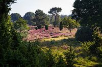 Entdecken Sie die zeitlose Schönheit von Buurserzand in Haaksbergen - erhältlich als atemberaubendes Foto!