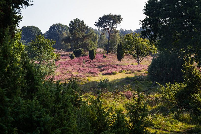 Entdecken Sie die zeitlose Schönheit von Buurserzand in Haaksbergen - erhältlich als atemberaubendes Foto! von Eriks Photoshop