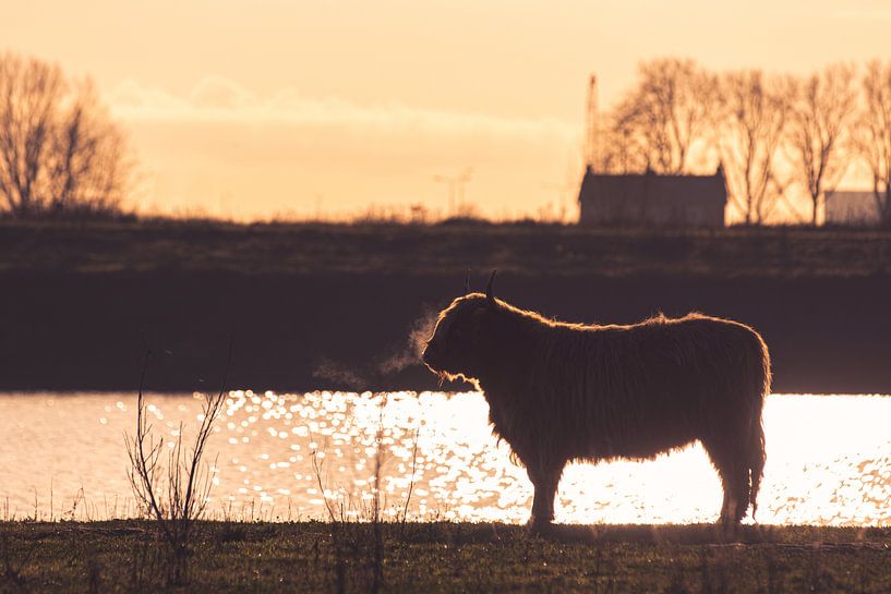 Highlander écossais par Nicky Kapel