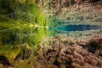 Underwater landscape