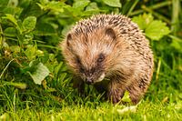 Hérisson commun