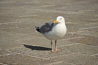 Portrait d'une mouette