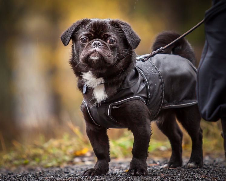 A small cute do by Hamperium Photography