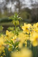Yellow Fritillaria
