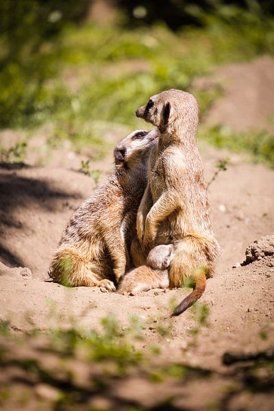 Suricates par Kevin IJpelaar