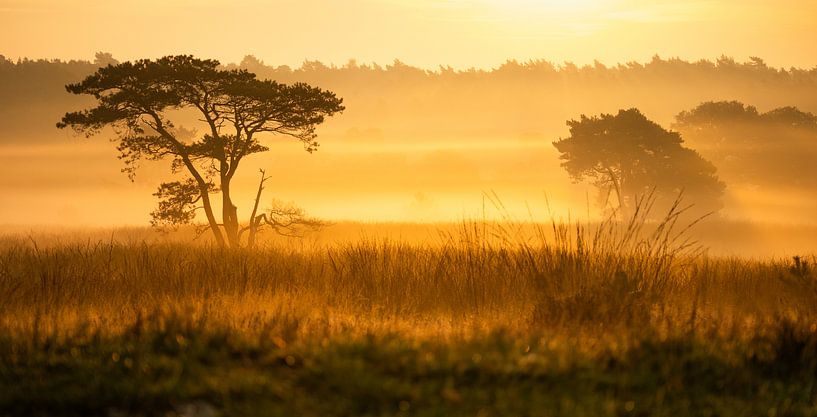 Die Veluwe wird bei einem nebligen Sonnenaufgang im Herbst golden von Bram Lubbers