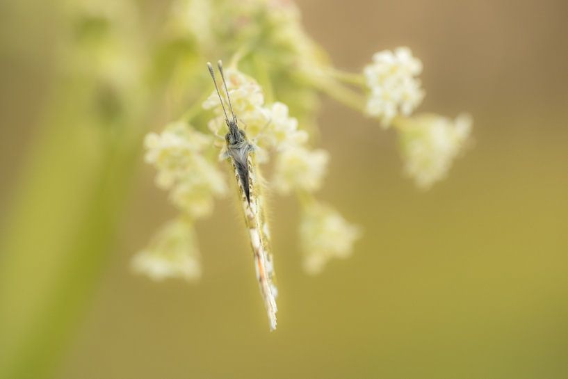Orange Spitze von Moetwil en van Dijk - Fotografie