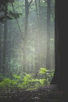 Fougères à la lumière