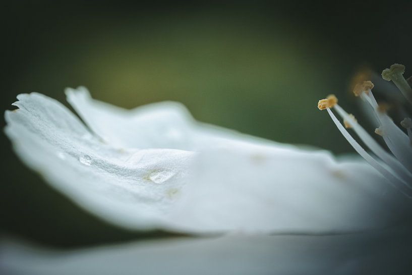 Flower in detail by Jan