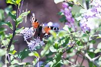 butterfly on lilac