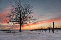 Winter im Weingarten