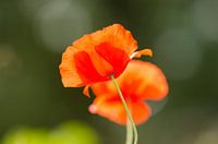 Mohn"Mohn"- Mohn in der Sonne