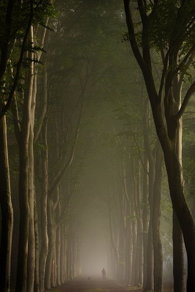 Dunkle neblige Waldallee mit Spaziergängerin mit Hund von KB Design & Photography (Karen Brouwer)