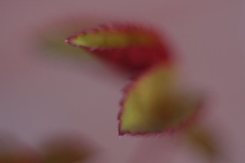 Contraste par Wendy Schellekens