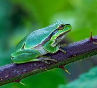 Boomkikker op zijn uitkijkpost