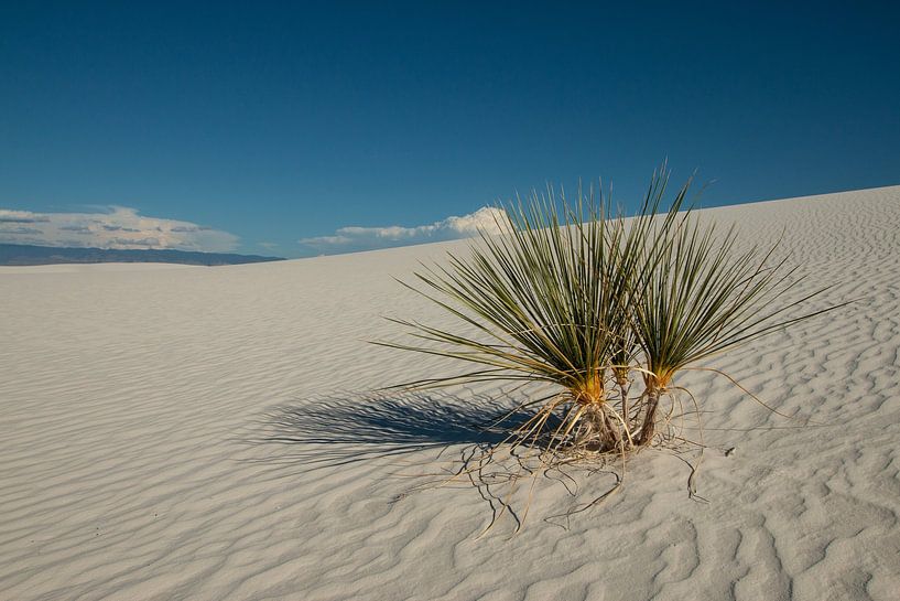 White Sands National Park New Mexico von Gert Hilbink