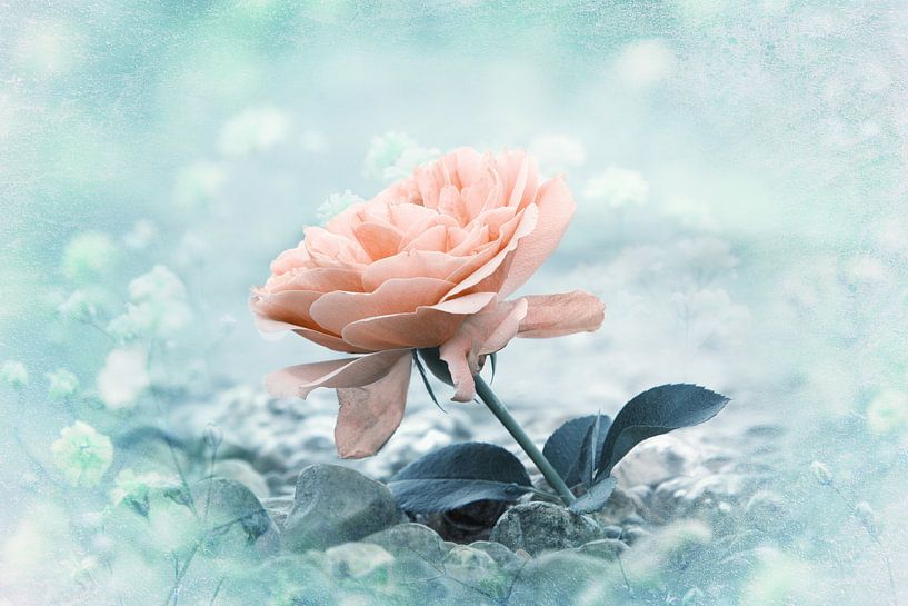 Rose am Strand mit Textur von SusaZoom