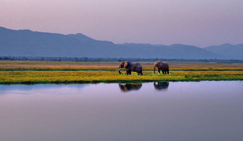 058 Eléphants le long du Zambèze - Scan d'un film analogique par Adrien Hendrickx
