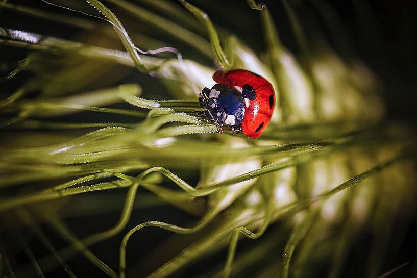 Coccinelle par Rob Boon