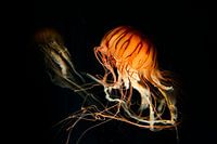 Gros plans | Méduse gracieuse