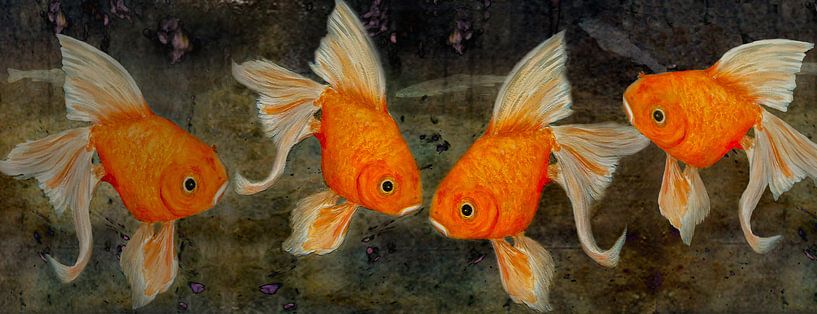  goudvis van Christine Nöhmeier