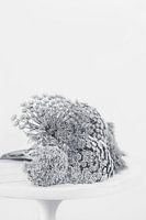 Still life of flowers in black and white