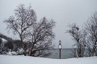 Bouleaux à la mer de Barents