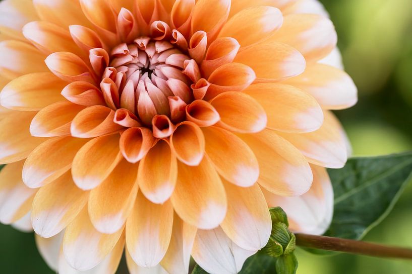 Orange beauty (close up of a beautiful, orange dahlia) by Birgitte Bergman