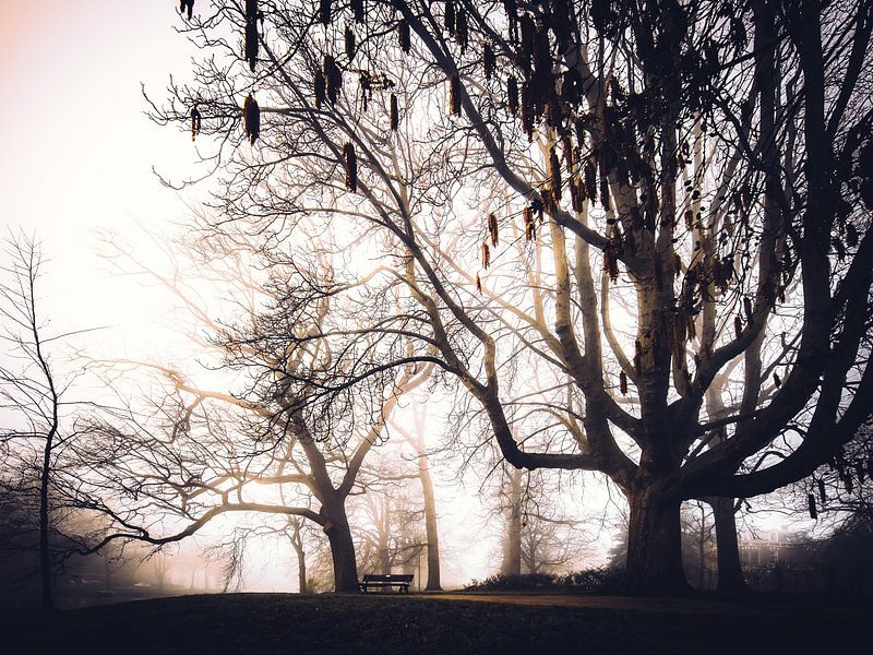 Plantsoen - park in Leiden by Dirk van Egmond