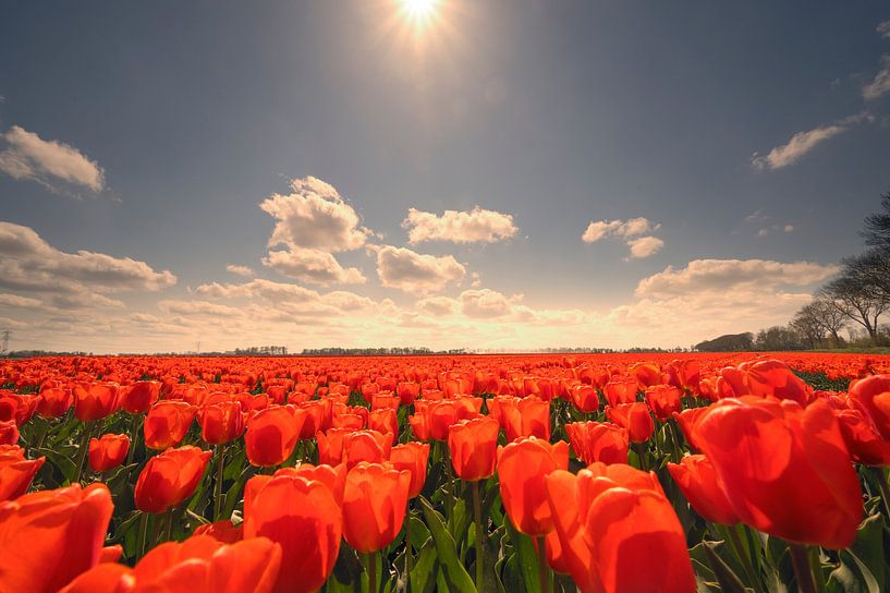 Tulpen in het veld in het voorjaar van Sjoerd van der Wal Fotografie