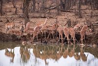 Impalas trinken
