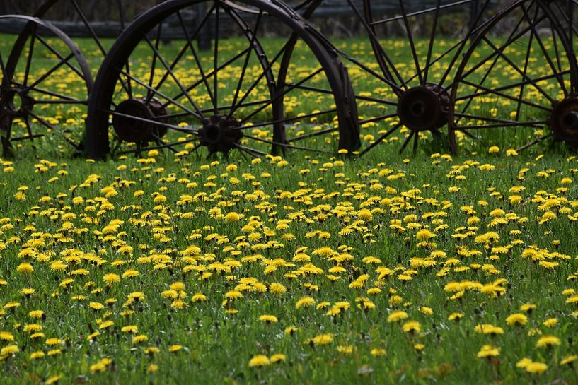 Löwenzahnblüten im Park von Claude Laprise