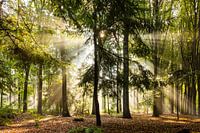 Sunny morning in het woods