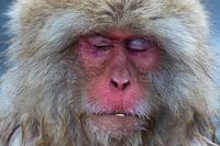 Japanese snow monkey