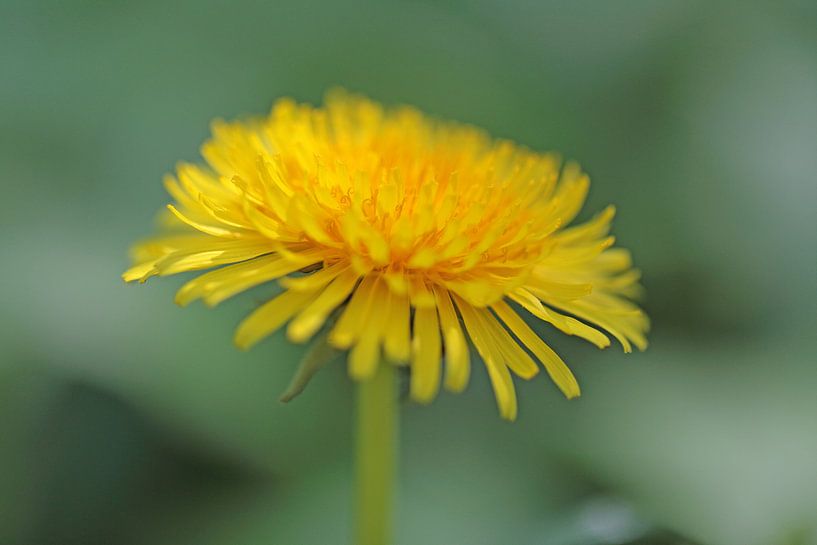 Paardenbloem in bloei von Ronald Smits