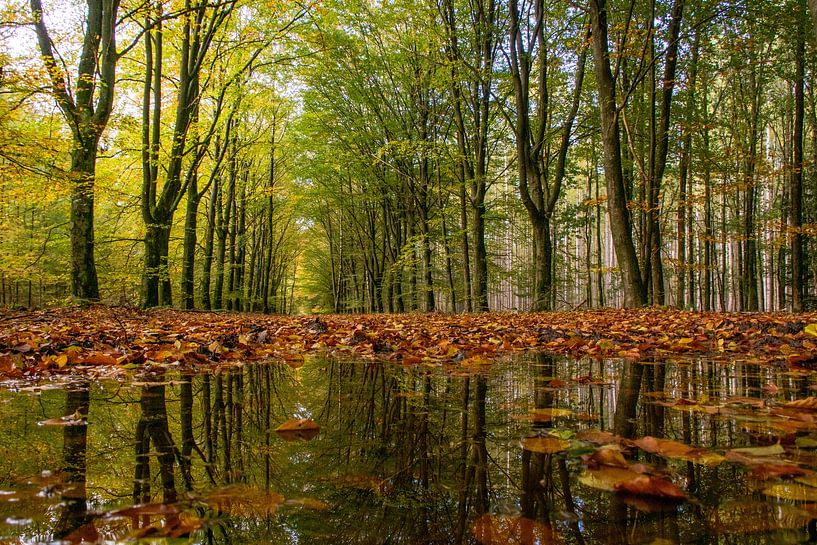 Gespiegelter Herbstwald von Anita Lammersma