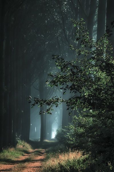 Eine Geschichte des Schweigens von Rik Verslype