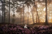 Heide, Golden retriever puppy bij zonsopkomst