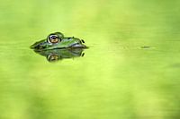 Frosch mit Fliege