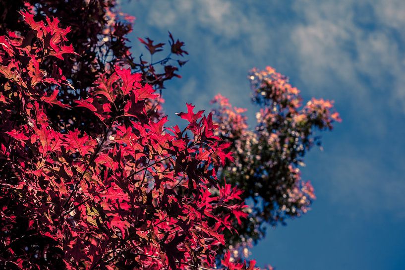 Or rouge d'octobre par FotoDennis.com | Werk op de Muur