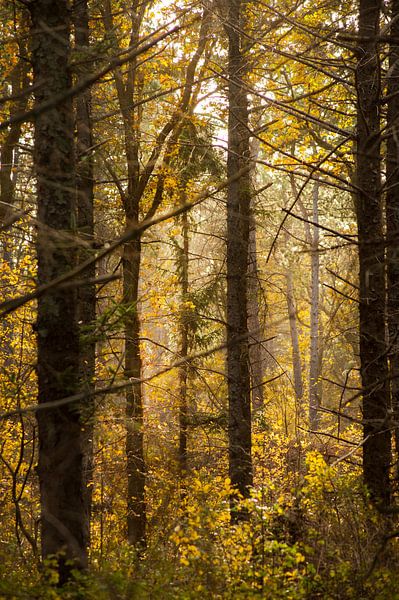 Herfstbos  by Margreet Frowijn