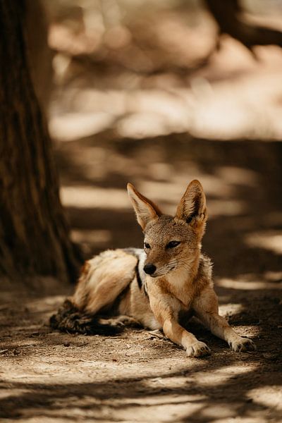 Un chacal qui s'amuse par Leen Van de Sande