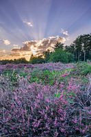 Heather in bloom in "de Maashorst" in the Netherlands