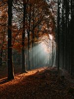 Morgensonne in einem nebligen Herbstwald