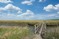 Salzwiesen bei Westerhever