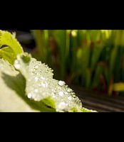 druppels op de vrouwenmantel