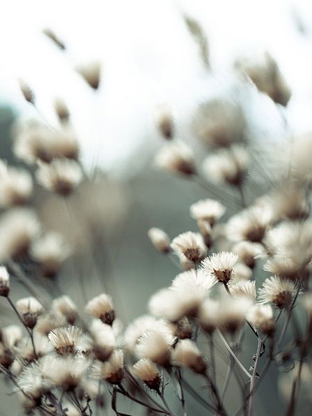 Flauschige Blumen im Winter von Mariska Vereijken