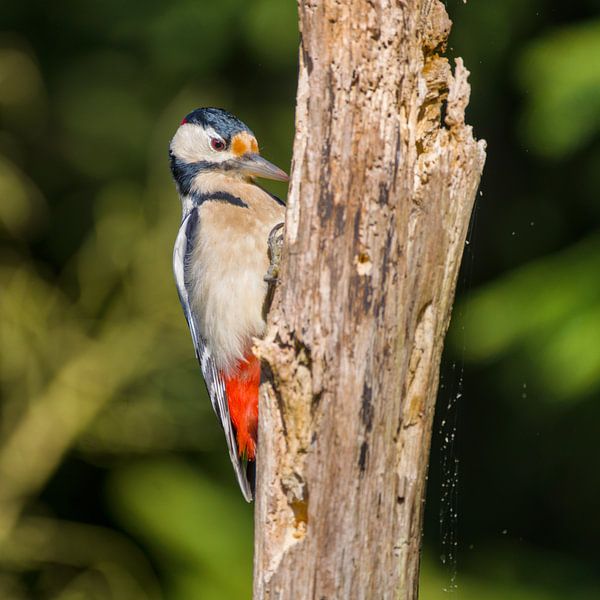 great spotted woodpecker focused by Stobbe; stiltegrafie