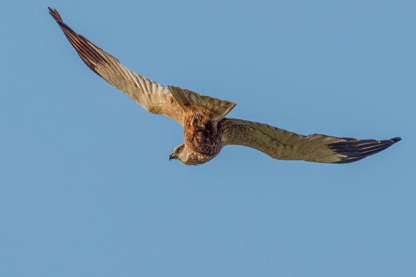 Le mâle du busard cendré regarde en arrière par Jan Jongejan