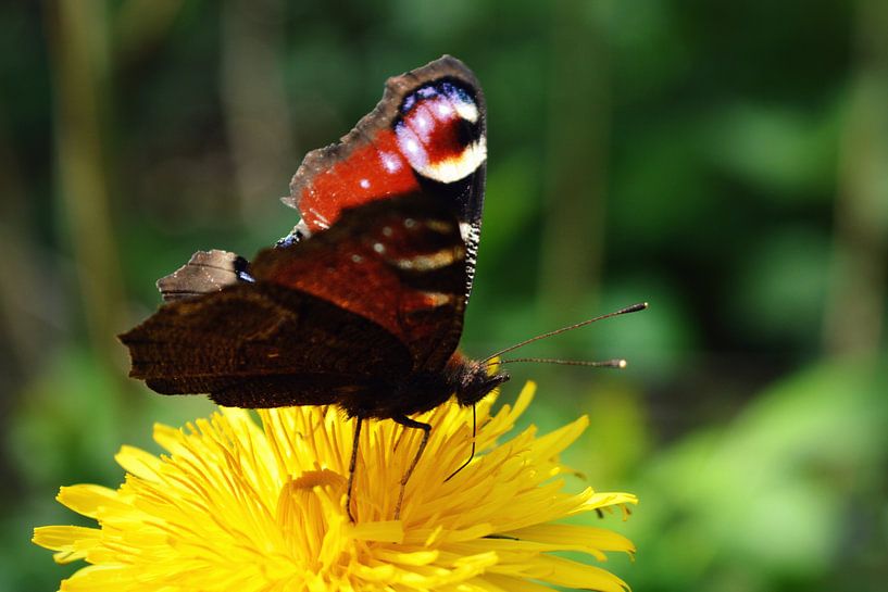 Close up van een vlinder op een paardenbloem von Vera Boels